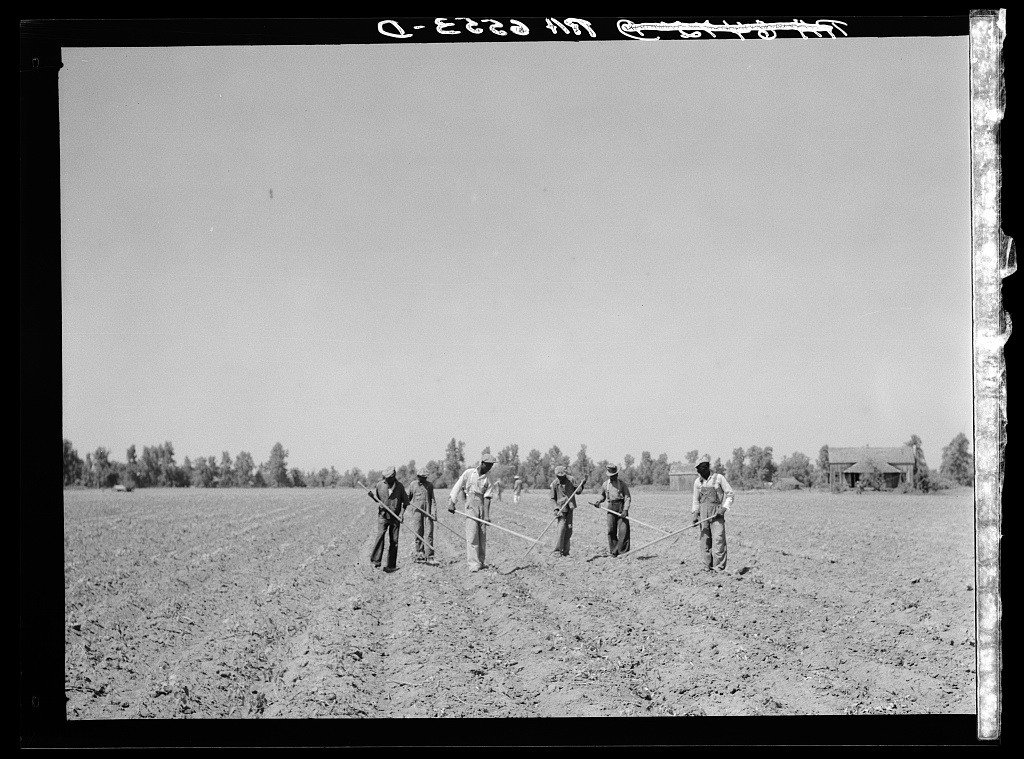 Cotton choppers on northwest part of the Mississippi Delta land near Lula, Mississippi